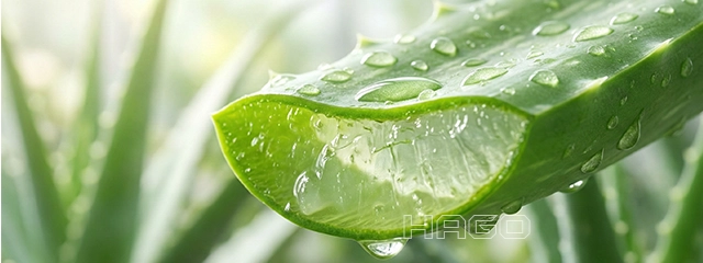 Sliced Aloe Vera leaf with fresh gel