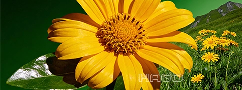 Bright yellow arnica blossoms on a mountain meadow