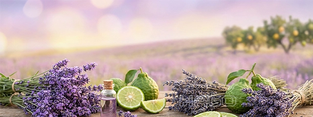 Lavender fields and Bergamot, sources of Linalool