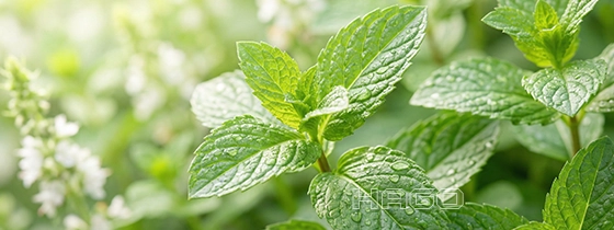 Fresh green peppermint in the sunlight
