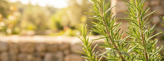 Fresh rosemary sprigs in Mediterranean sunlight