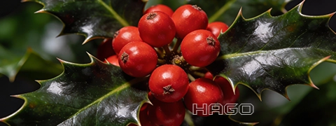 Butcher's broom branch with red berries in the forest