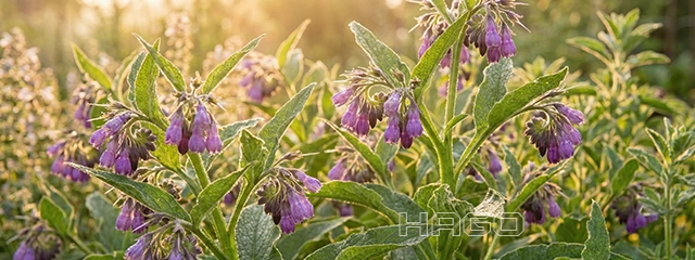 Purple flowering comfrey with large leaves