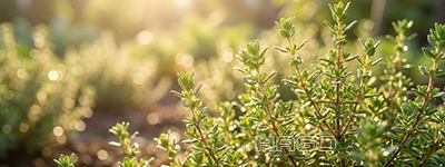 Fresh green thyme in the sunlight