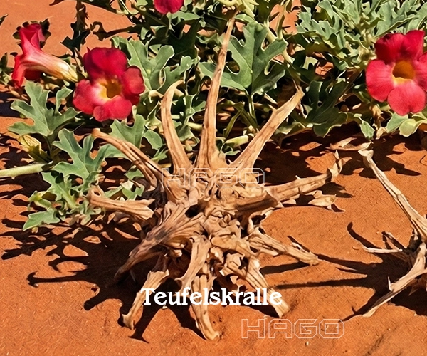 Teufelskralle Extrakt für Moor-Hippo 3