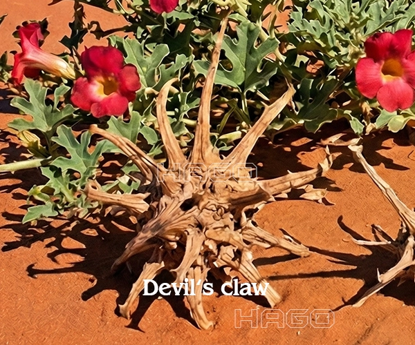 Devil's claw extract for Moor-Hippo 3