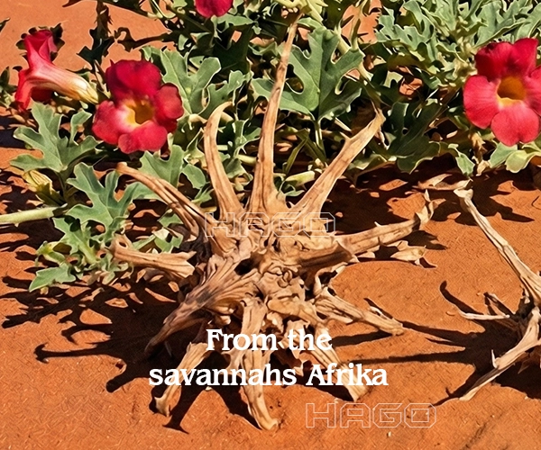 Natural habitat of Devil's Claw (Harpagophytum procumbens) in the African Savannah