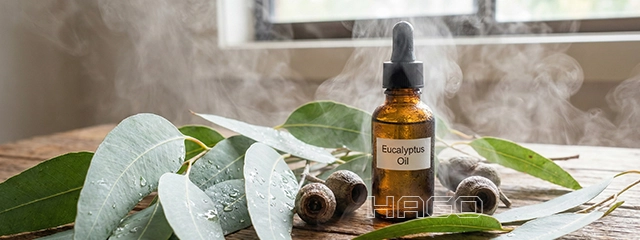 Fresh eucalyptus leaves and oil in a steamy environment