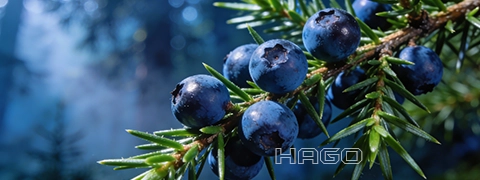 Blue juniper berries on a branch in the forest