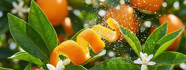 Fresh orange peels and essential oil